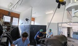 GISKB Kransystem in Tierklinik EIn Pferd wird mit einer Hängebahn mit Kurve auf den Operationstisch bewegt