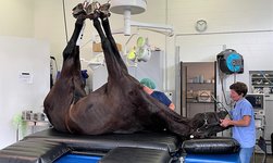 Un cheval anesthésié est placé sur la table de traitement à l'aide d'un système de grue GIS