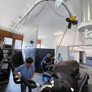 A horse is moved onto the operating table with an overhead track with curve