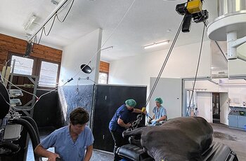 Kransystem in Tierklinik Ein sediertes Pferd wird mit dem GISKB Kransystem auf den Behandlungstisch transportiert