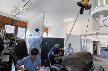 A sedated horse is transported to the treatment table with the GISKB crane system